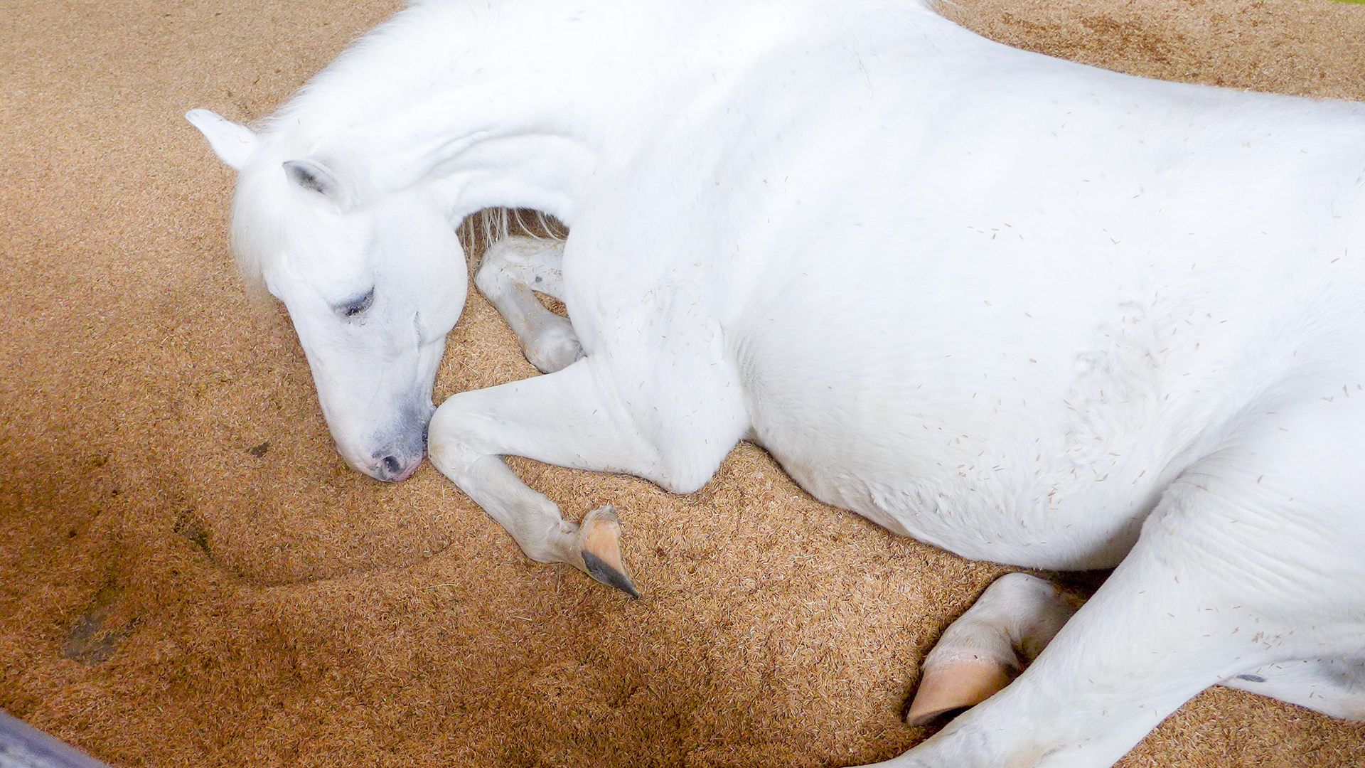 THE CHALLENGE OF TOXIC LAMINITIS