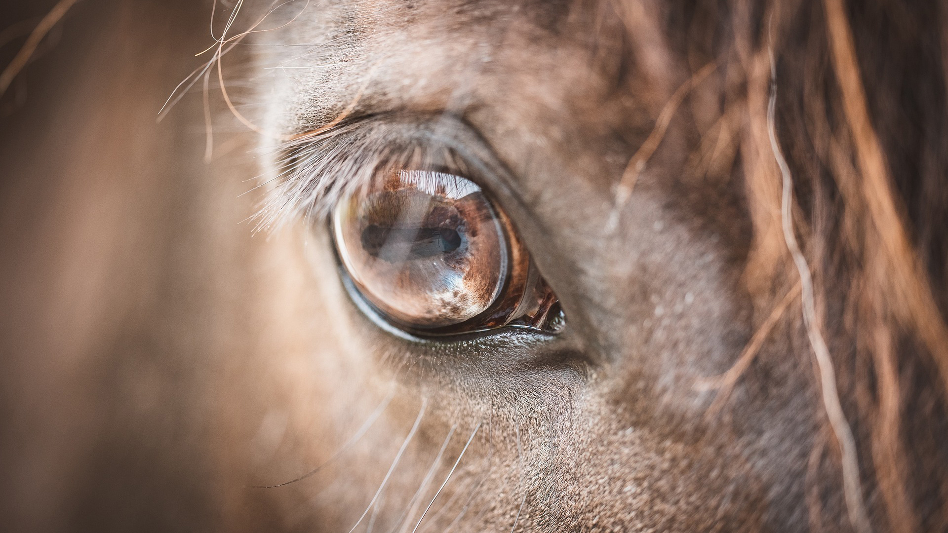 SEDATING YOUR HORSE: WHAT ARE YOUR CHOICES?