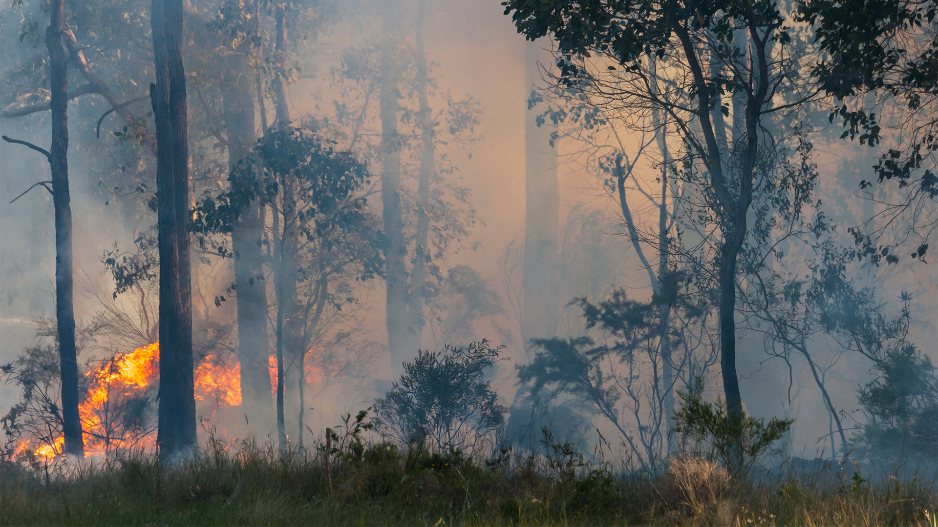 WHAT TO DO IF THE FIRES COME