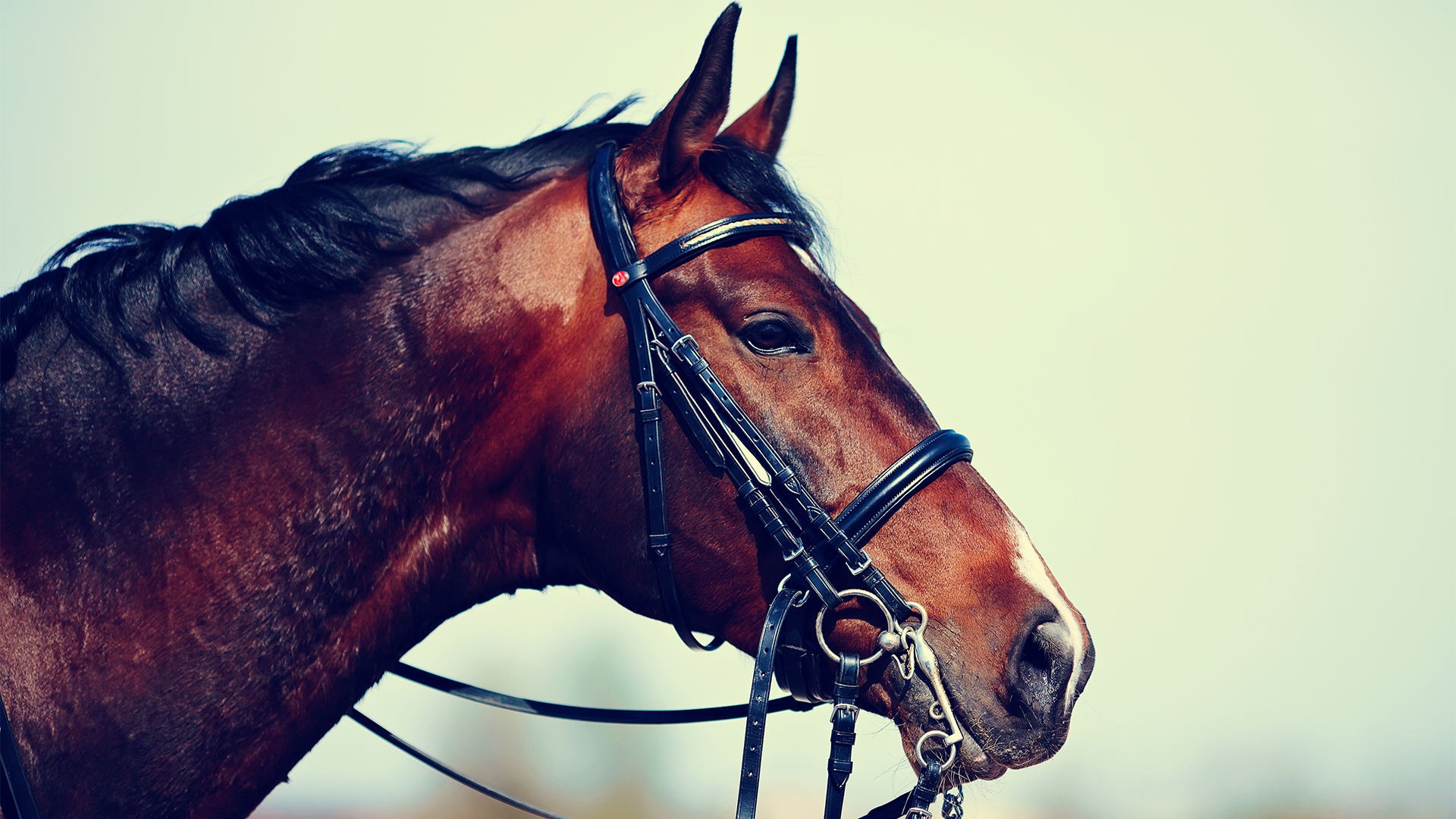 CLAMPDOWN ON OVERTIGHT NOSEBANDS